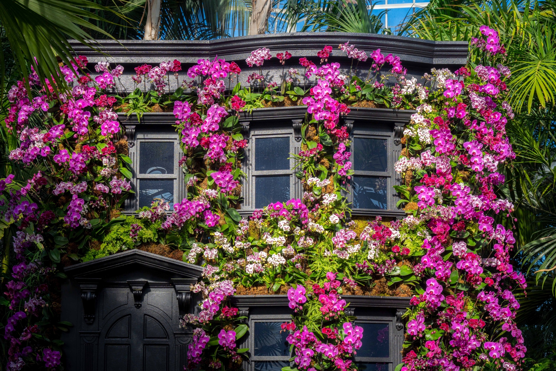 orchid brownstone