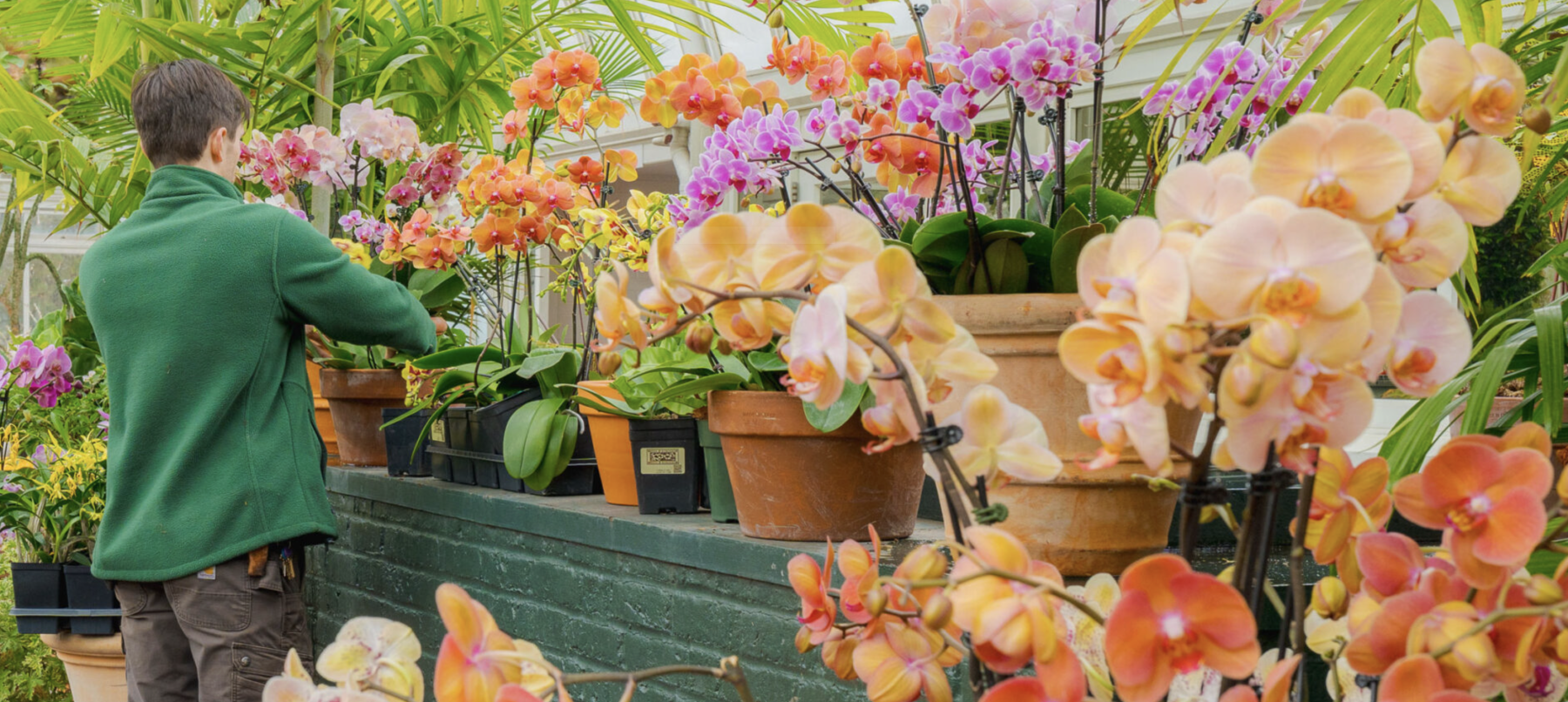 orchid experts nybg