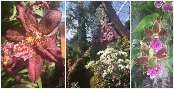 Orchid Show: Thailand at New York Botanical Garden 