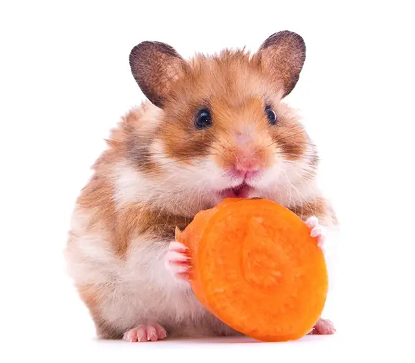 gerbil eating carrot