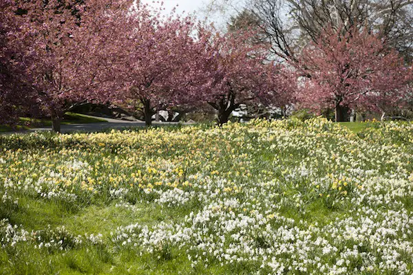 Daffodil Hill at New York Botanical Garden