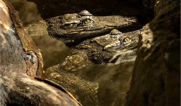 siamese crocodiles
