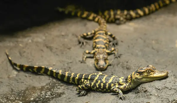 american alligator hatchlings