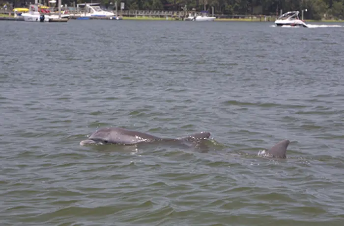 dolphins hilton head island
