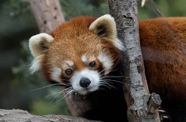 red panda at prospect park zoo