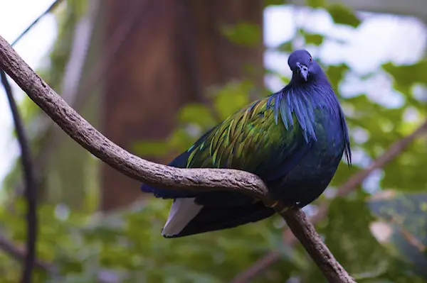 Central Park birds 