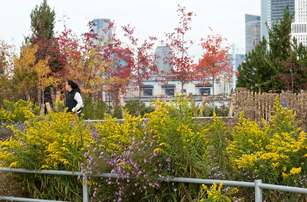 brooklyn bridge park pier 6 flowers