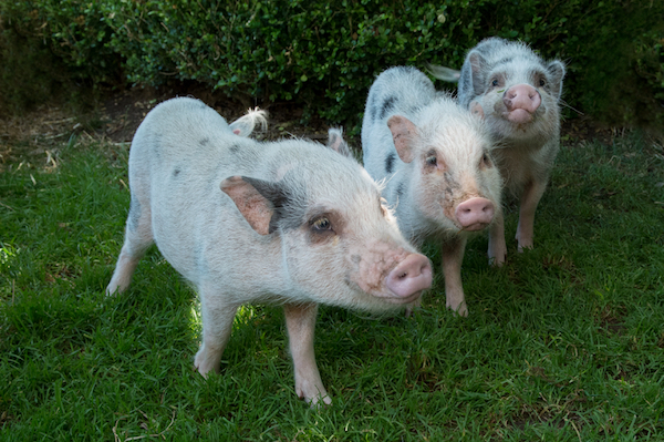 Juliana Pigs 
