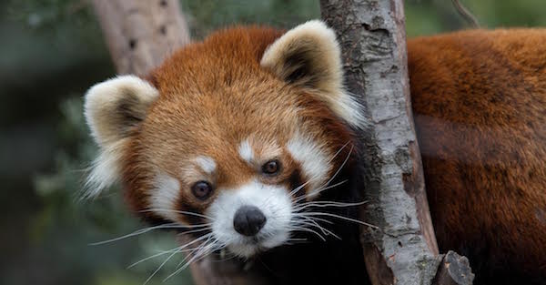 Red Panda 