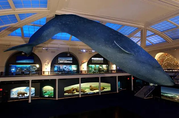 milstein hall of ocean life american museum of natural history