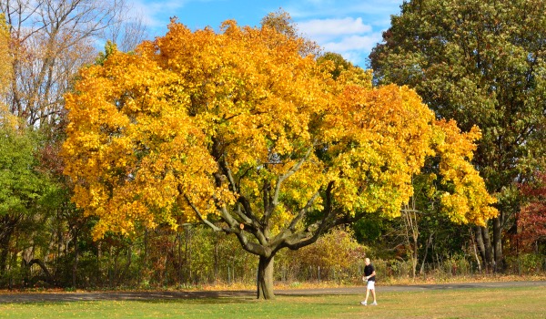 Van Cortlandt Park 