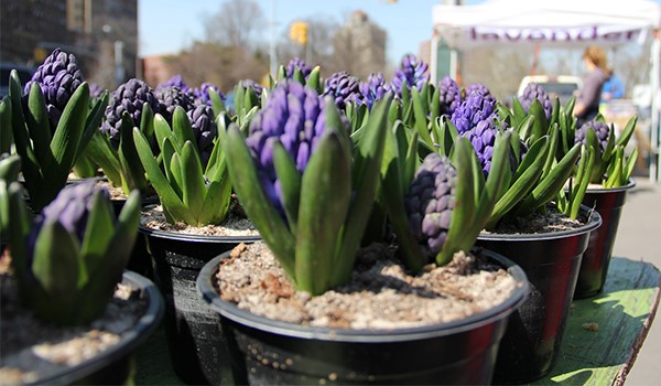 Park Slope Farmers' Market 