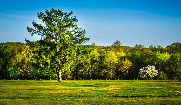 Prospect Park 