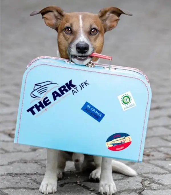 The Ark at JFK 