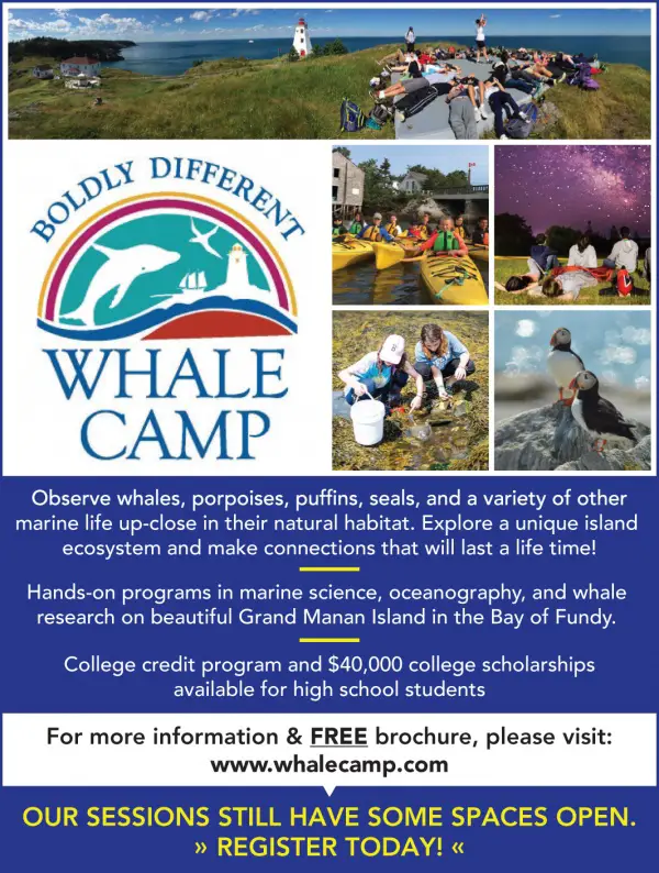Whale Camp