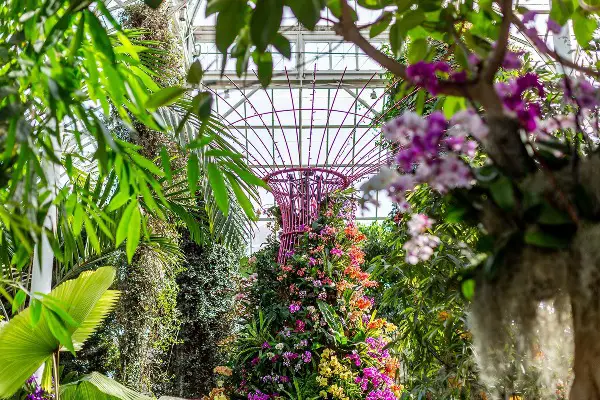 singapore orchid show new york botanical garden