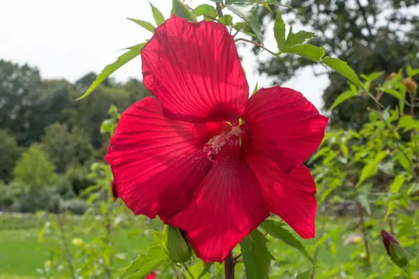 Hibiscus Lord Baltimore 