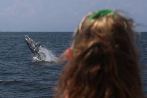 Whale watching from NYC! - 