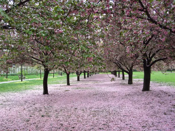 Brooklyn Botanic Cherry Blossoms 