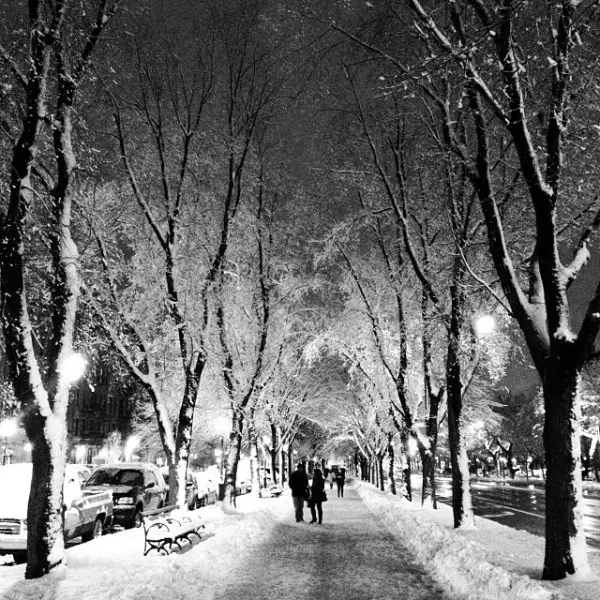 crown heights snow trees promenade