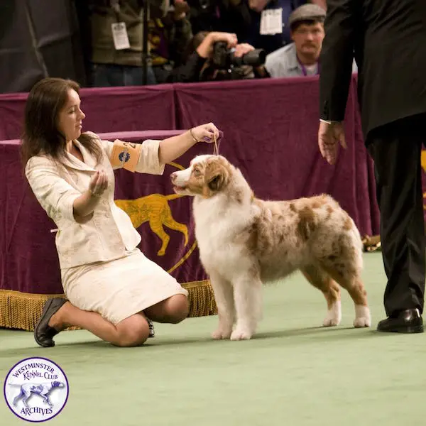 Westminster Kennel Club Dog Show 