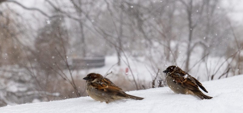 central park birds