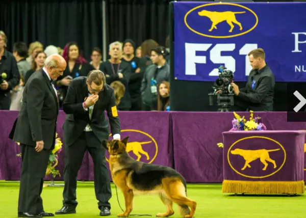 westminster dog show msg judging