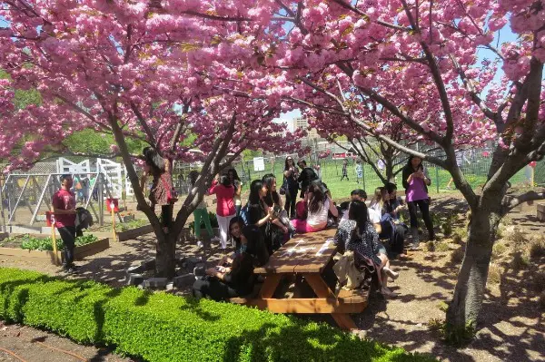 randall's island cherry blossom festival
