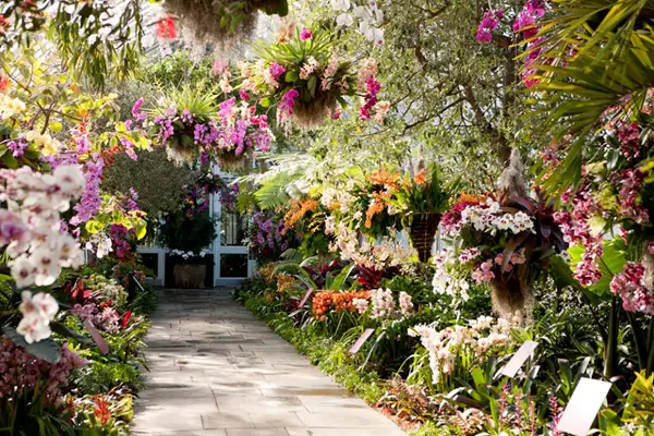 Flowers blossoming at the New York Botanic Garden