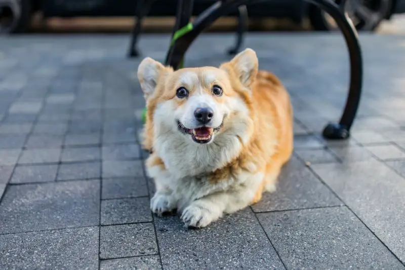 friendly dog nyc