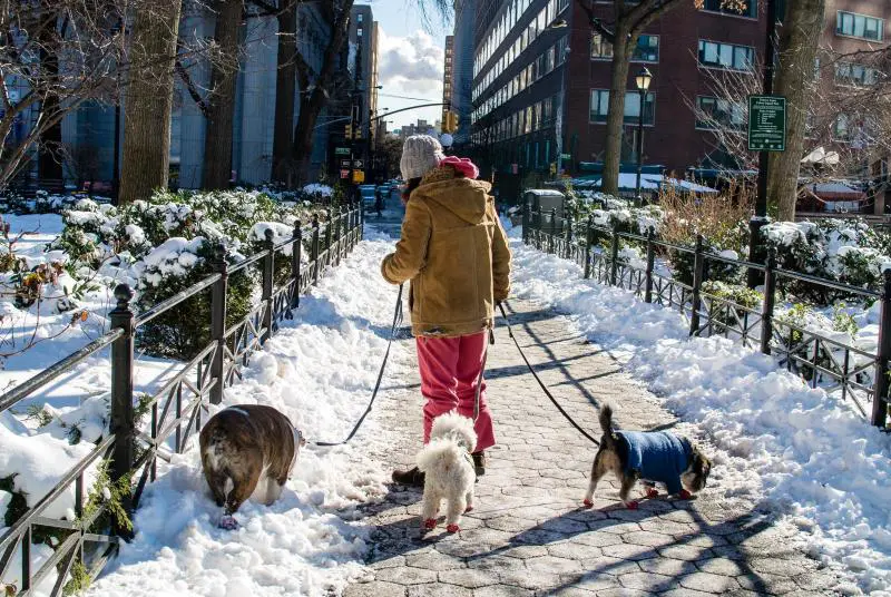 snow dog walk union square