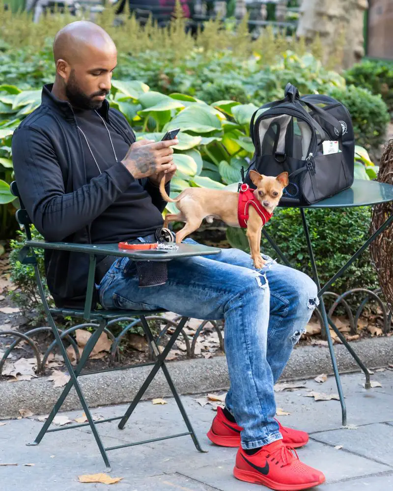 bryant park chihuahua