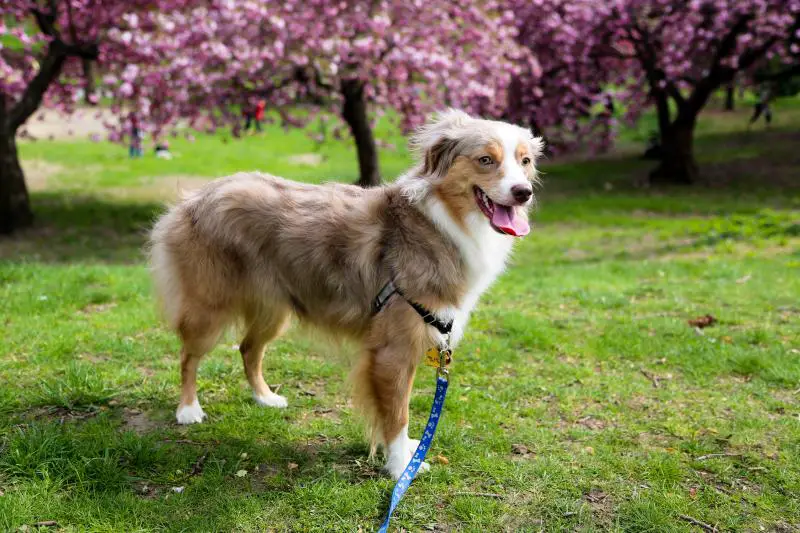 central park dog spring