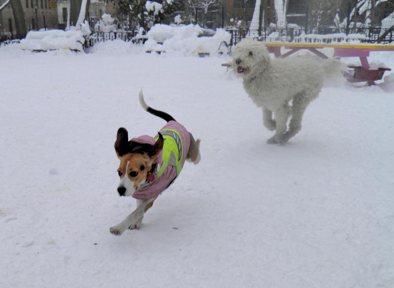 tompkins dog run winter snow