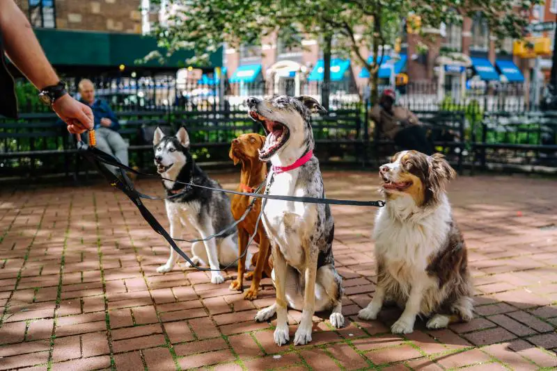 dog walking greenwich village