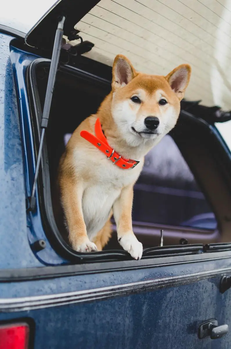 shiba inu adventure