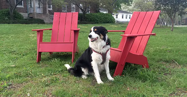 max, governors island working dog