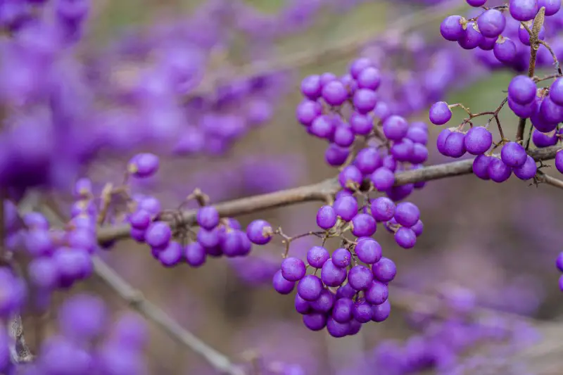 japanese beautyberry bronx botanical