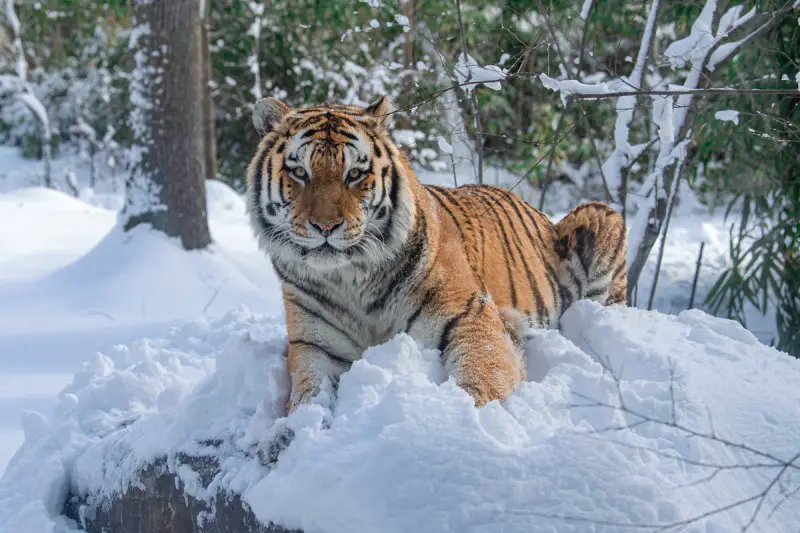 tiger winter bronx zoo