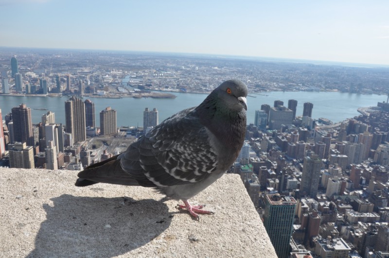 pigeon observation deck winter empire state building