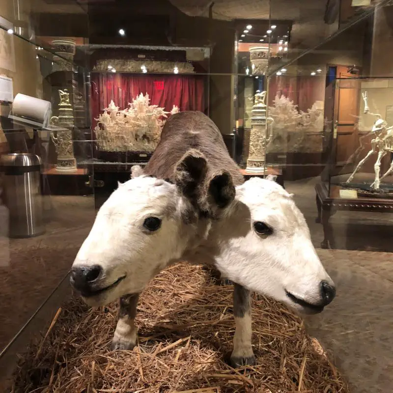 two headed cow ripleys