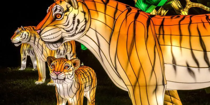tigers bronx zoo holiday lights