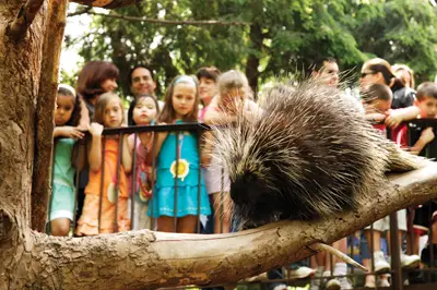 porcupine; queens zoo