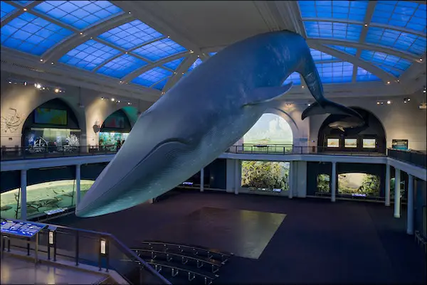 blue whale model at the natural history museum in nyc