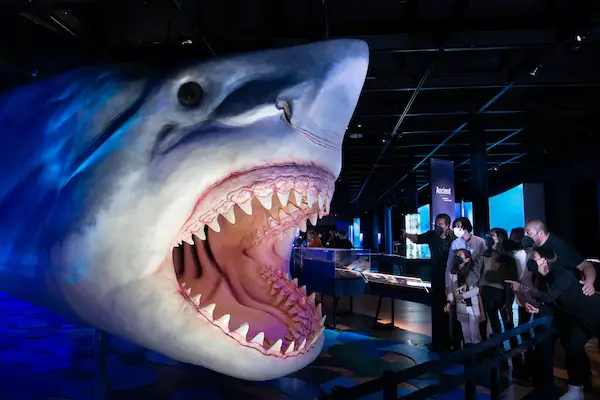 the megaloton in the sharks exhibit at the american museum of natural history in nyc