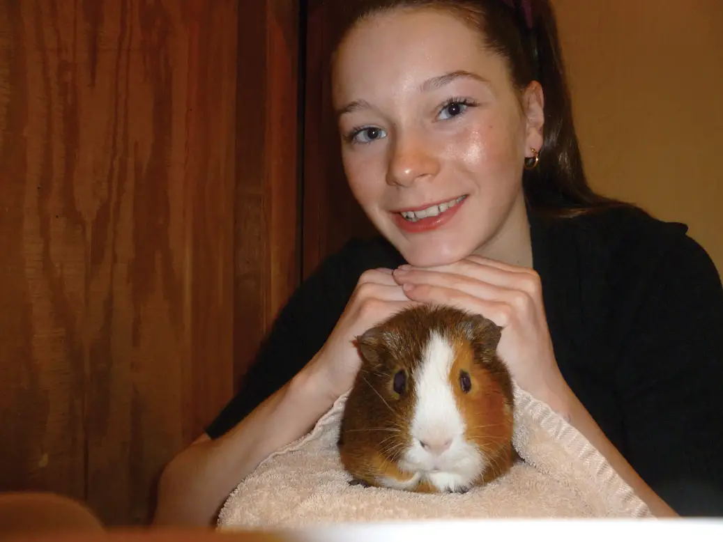 Giggles the pet guinea pig