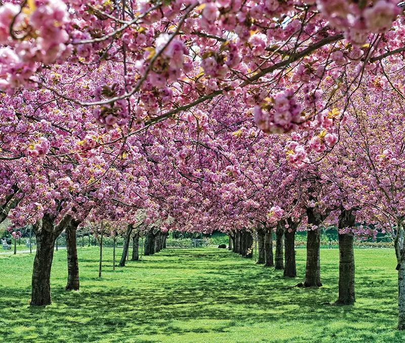 cherry blossom esplanade at brooklyn botanic garden