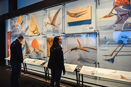 Crest gallery at the American Museum of Natural History