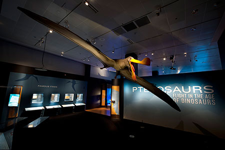 Main entrance to the Pterosaurs exhibit at the American Museum of Natural History in NYC