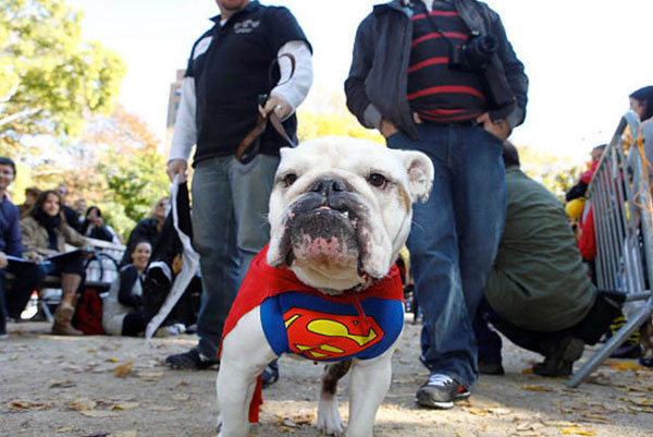 NYC Halloween Dog Parade